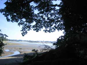 dramatic tree overlooking a creek on the beach lacy leaves against the sky wallpaper 1600 x 1200 pixels