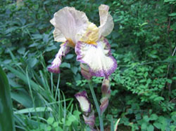 close up of gorgeous pale yellow, purple and white iris single on green background wallpaper 1600 x 1200 pixels