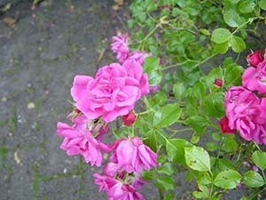 pink blossoms pretty wallpaper 1280 x 960 pixels