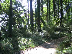backyard jungle light shining through forest tree trunks onto walking path bright day wallpaper 1600 x 1200 pixels